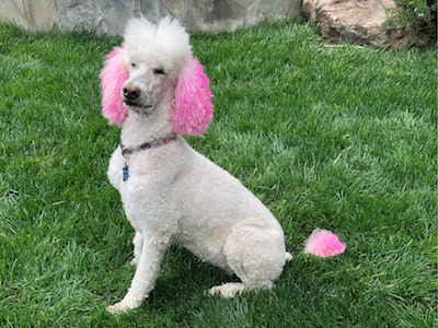 Pretty Pretty Princess loves having her hair cut and colored. (Holly Rodriguez, HR Compensation Programs and Strategy)